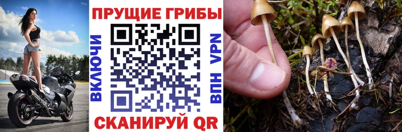 закладки  Сим  Псилоцибиновые грибы MAGIC MUSHROOMS 